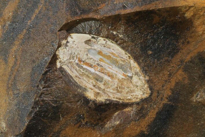 Unidentified Fossil Seed From North Dakota - Paleocene #96884